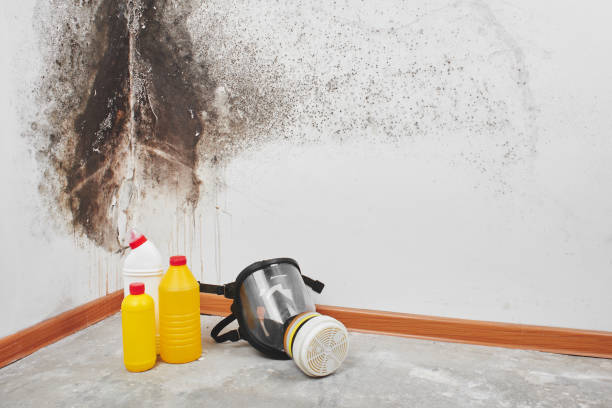 Certified Mold Removal in Carolina Beach, NC
