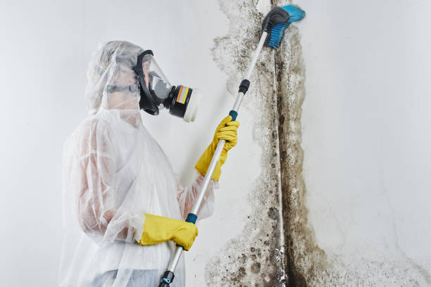 Best Attic Mold Removal  in Carolina Beach, NC