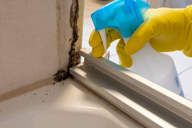 Best Mold Removal and Inspection  in Carolina Beach, NC