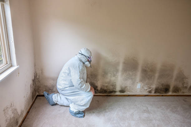 Best Mold Damage Repair  in Carolina Beach, NC
