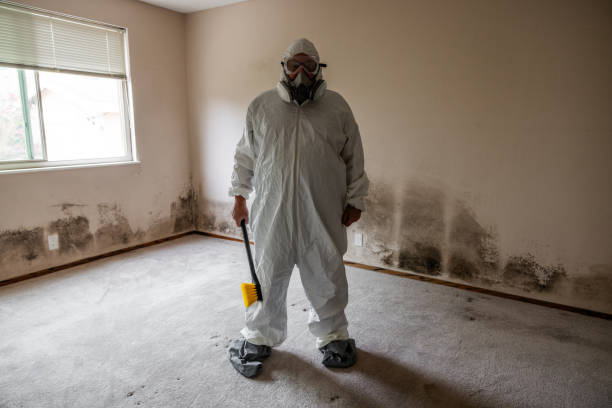 Mold Removal Process in Carolina Beach, NC