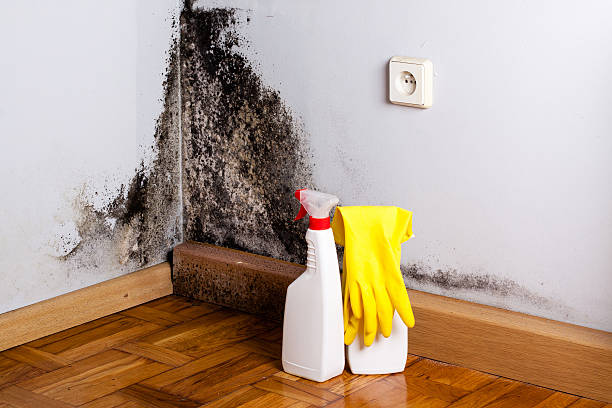Best Black Mold Removal  in Carolina Beach, NC