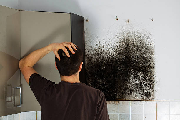 Attic Mold Removal in Carolina Beach, NC