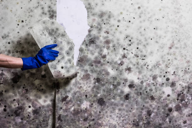Best Mold Damage Repair  in Carolina Beach, NC